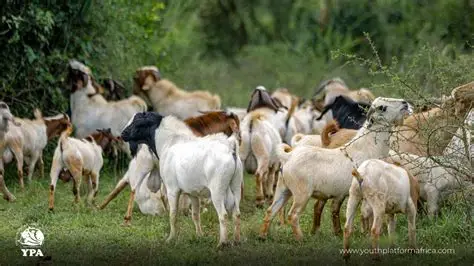 How to Choose a Healthy Goat: 10 Signs to Check Before Buying