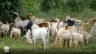 How to Choose a Healthy Goat: 10 Signs to Check Before Buying