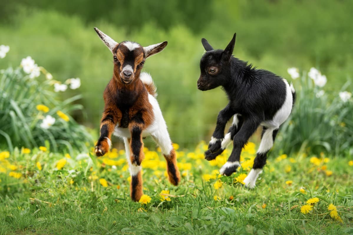 The Hidden Economics of Goat Farming Most Farmers Never Learn