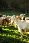 From 5 Goats to a Thriving Farm: How to Build a Profitable Goat Farming Business in Uganda