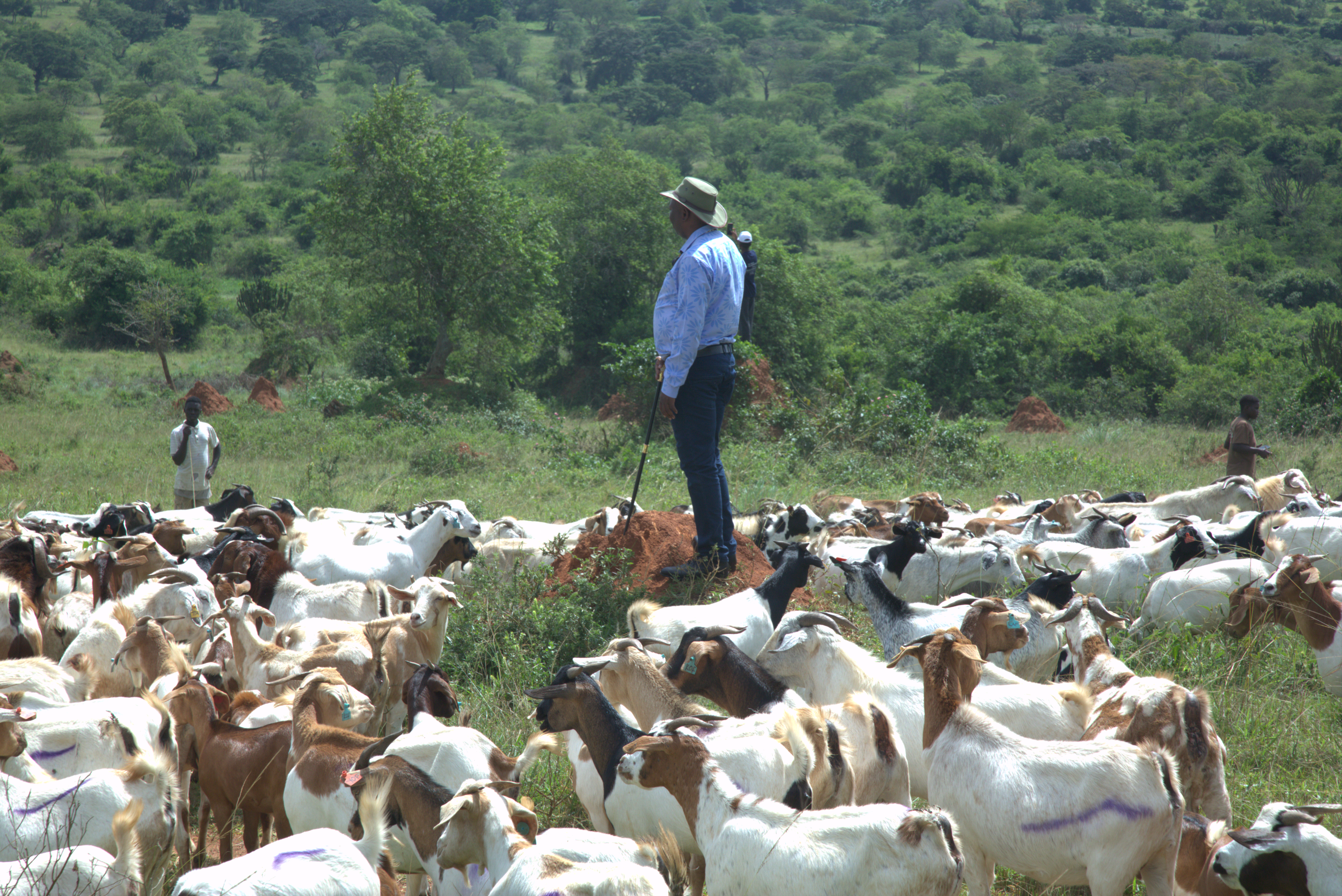 Join the Goats Programme this quarter