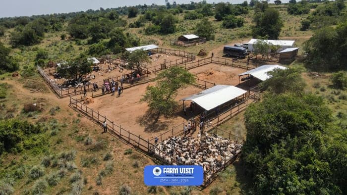 The Goats Project
