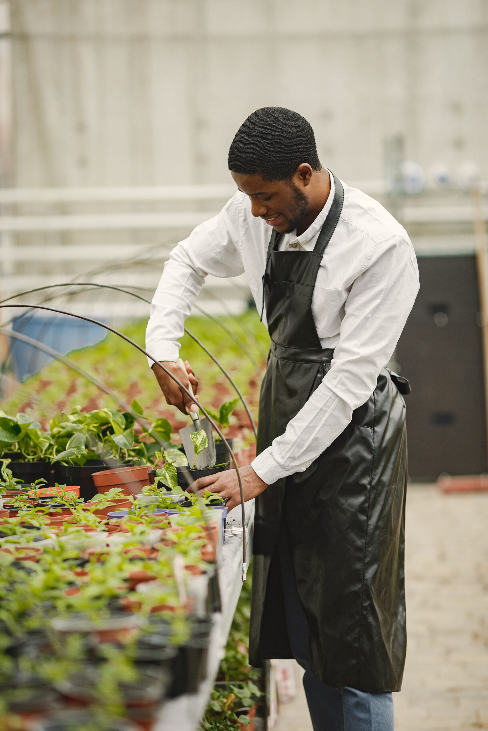 Gardener in an apron. African guy in a greenhouse. Flowers in a pot.