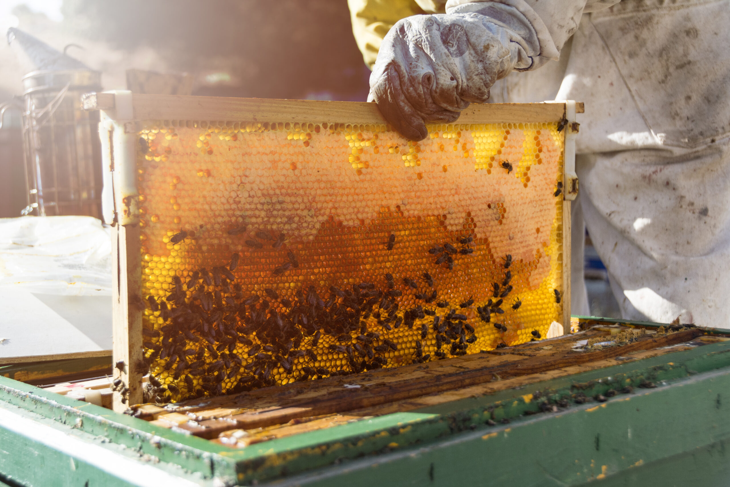 A Bee Keeper’s Tale: The Fascinating Process of Honey Extraction